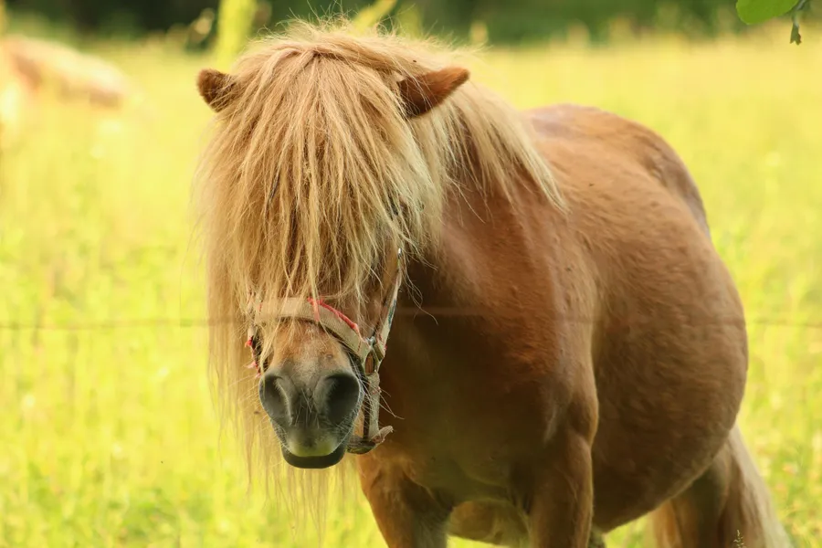Examining animal welfare aspects of electric fencing systems in horse paddocks - behavioral observation with Mangold INTERACT