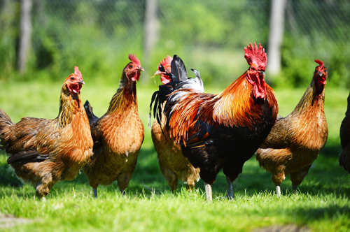 Las gallinas ponedoras prefieren nidos pequeños