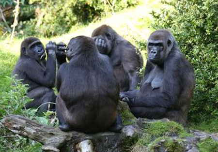 Social relationships in primates