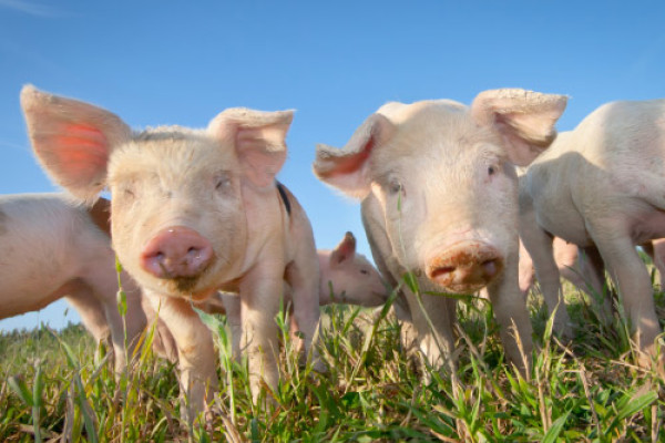 Ethologie Studie zur Aktivität von Schweinen