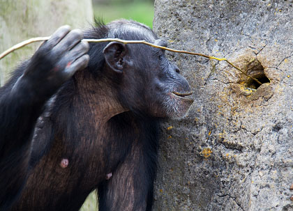 Chimpanzees who fish for termites