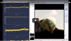 Eye Tracking und Neurophysiologie kombinieren