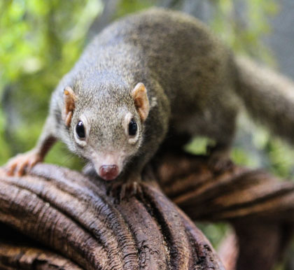 Verhaltensbiologie - Spitzhörnchen