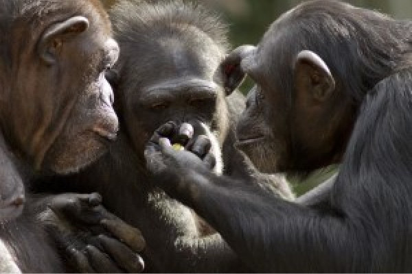 Tool transfers are a form of teaching among chimpanzees