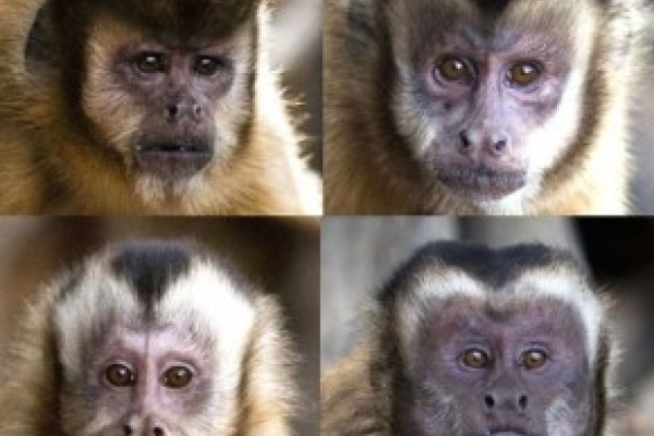 Behavioral tests and social observations in adult capuchin monkeys