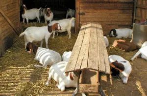 Research at the Institute for Animal Husbandry and Animal Welfare shows how modern technology and software solutions can help develop animal-friendly husbandry systems while meeting production needs