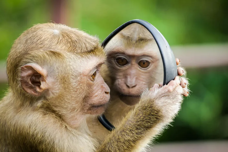 Contextualised behavioural measurements of personality differences in adult capuchin monkeys, "Primate Personality Net" research network.