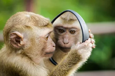 Study on Personality Differences in Capuchin Monkeys