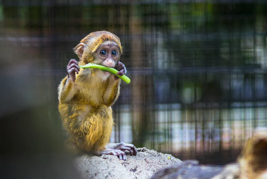 Behavioral Tests and Social Observations in Adult Capuchin Monkeys