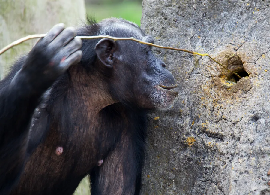 Chimpanzee using tools to fish for termites