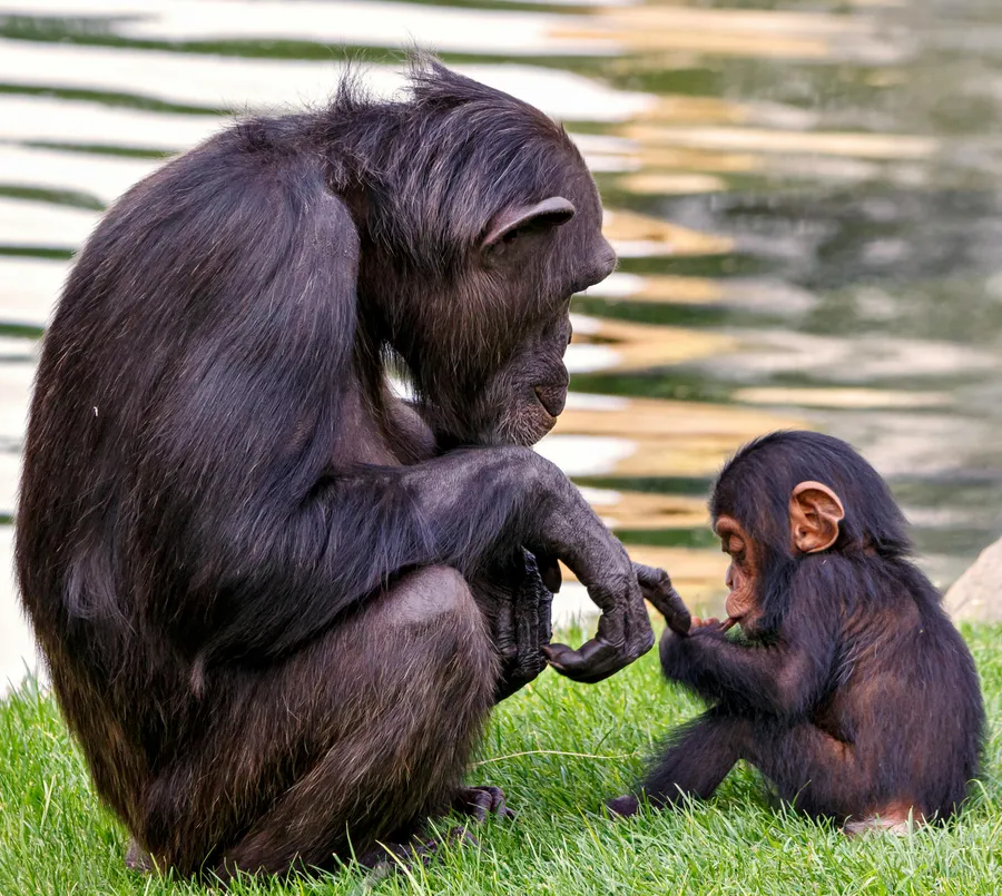Chimpanzee social interaction study
