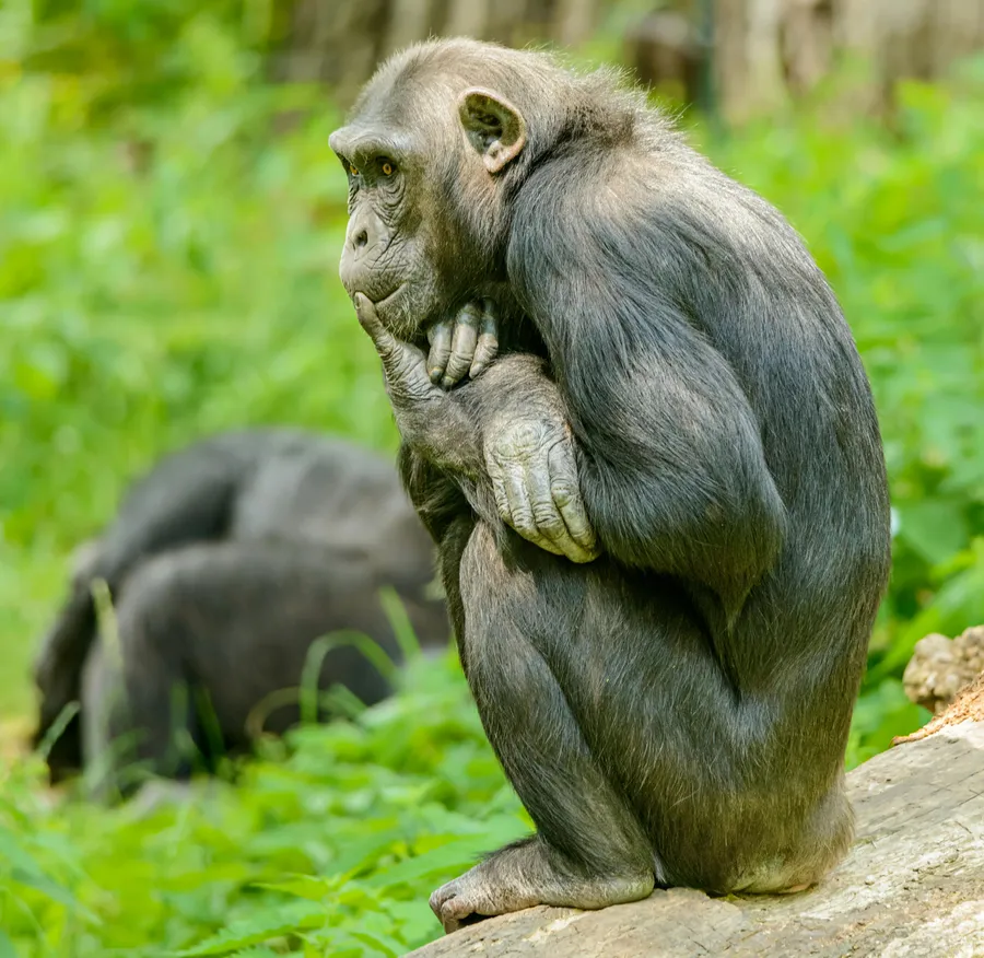 Behavior observation is a fundamental method in numerous scientific disciplines for objectively and systematically recording and analyzing behavior.