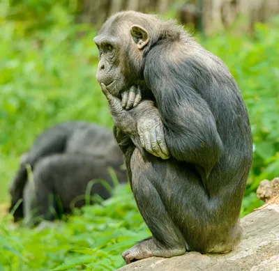 What is behavior observation?