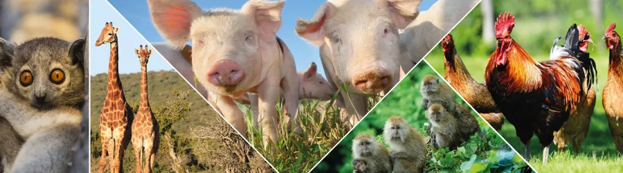 Umfassende Übersicht über Tierverhaltensstudien mittels Videoanalyse, von der Erhaltung der Menschenaffen bis zum Wohlergehen von Nutztieren. Enthält Forschungsbeispiele mit Mangold Beobachtungslösungen.