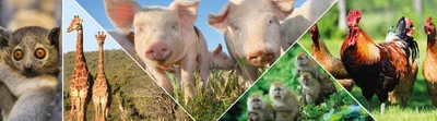 Animal Behavior Research - From Primates to Farm Animals