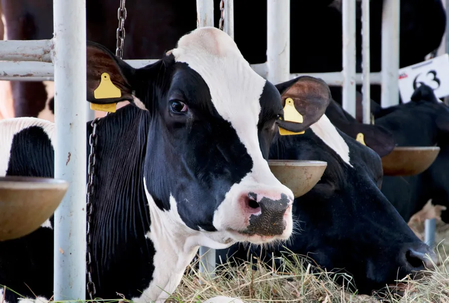 Animal Welfare Has Many Facets