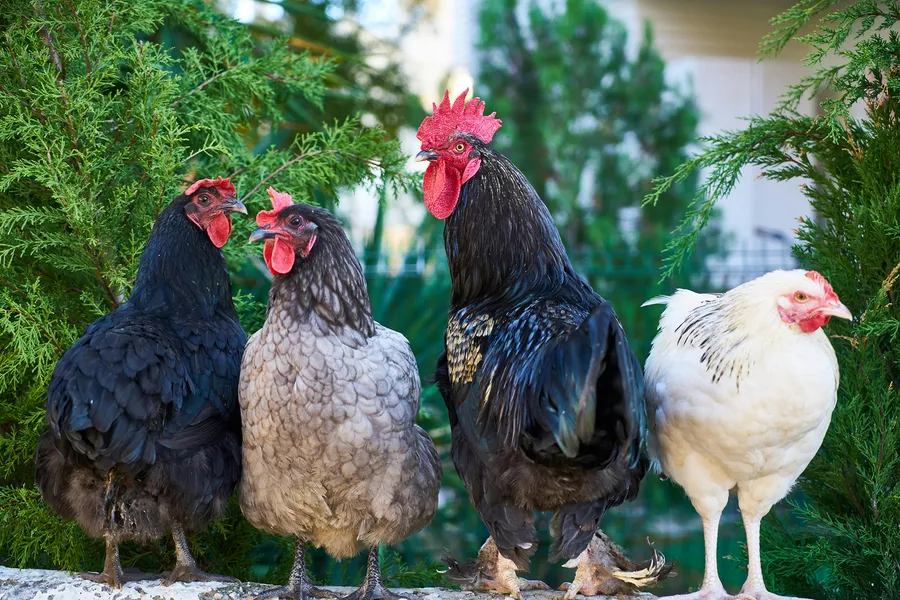 Laying Hens Prefer Smaller Nests