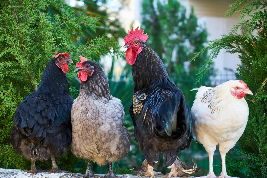 Study on laying hen housing systems shows hens prefer smaller nests that provide more enclosure and make them feel safer during egg-laying, with behavioral data logged and analyzed using Mangold INTERACT.