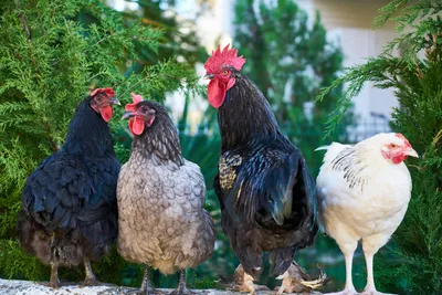 Laying Hens Prefer Smaller Nests
