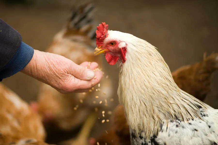 Laying hens in nesting area