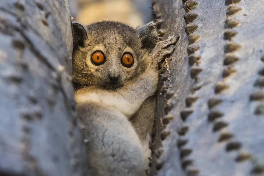 Grey mouse lemur, microcebus murinus