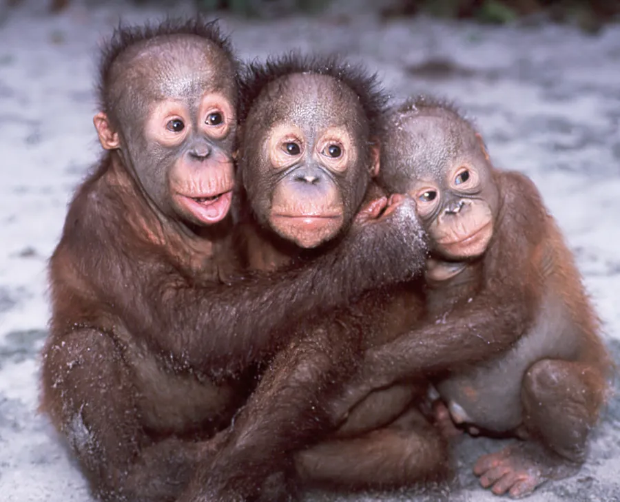 Baby orangutans displaying emotional mimicry