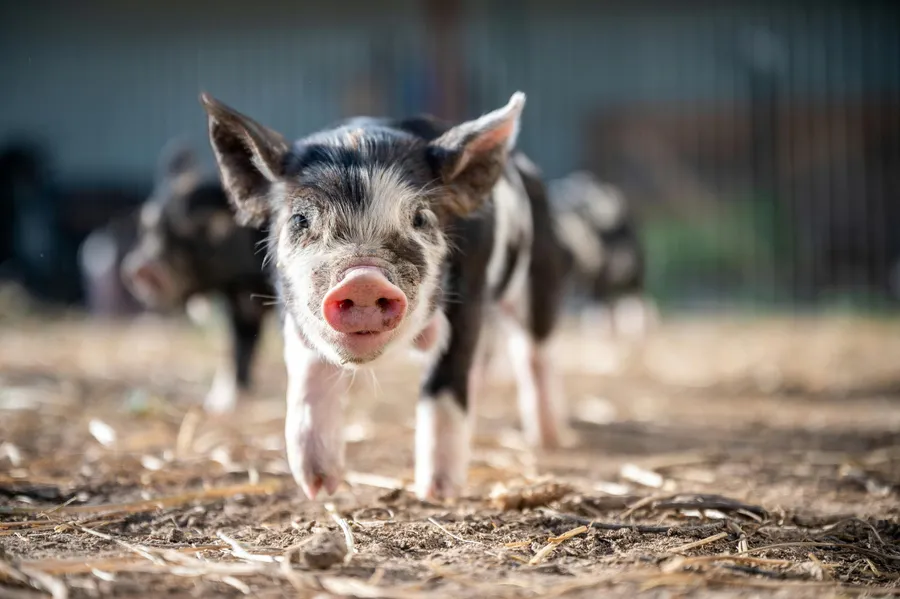 Discover how Mangold International supports ethology research with software solutions like INTERACT that enable efficient analysis of animal behavior and welfare in agricultural settings.