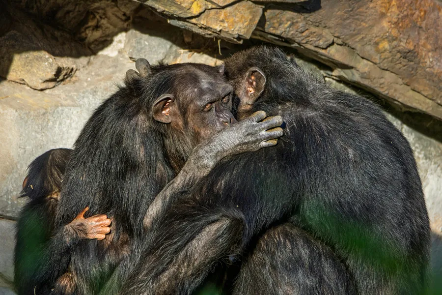 Primates displaying social behavior