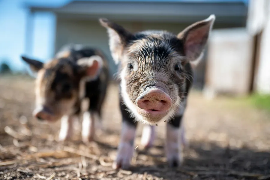 Study on Activities of Pigs