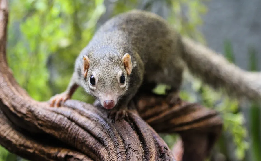 Northern tree shrew, tupaia belangeri